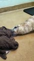 Orphaned seal pup rescued from garage and rehabilitated at Sussex animal rescue
