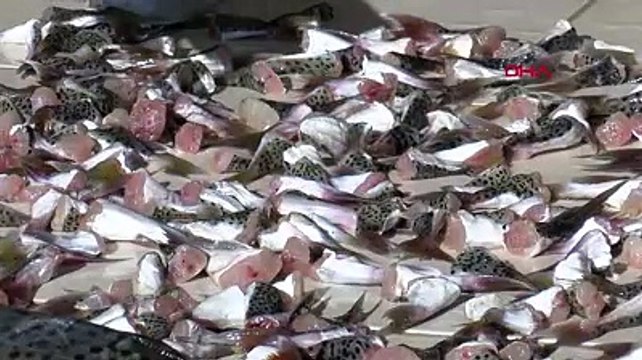 Akdeniz ve Ege'yi istila eden ölümcül balık, rotayı Karadeniz'e çevirdi