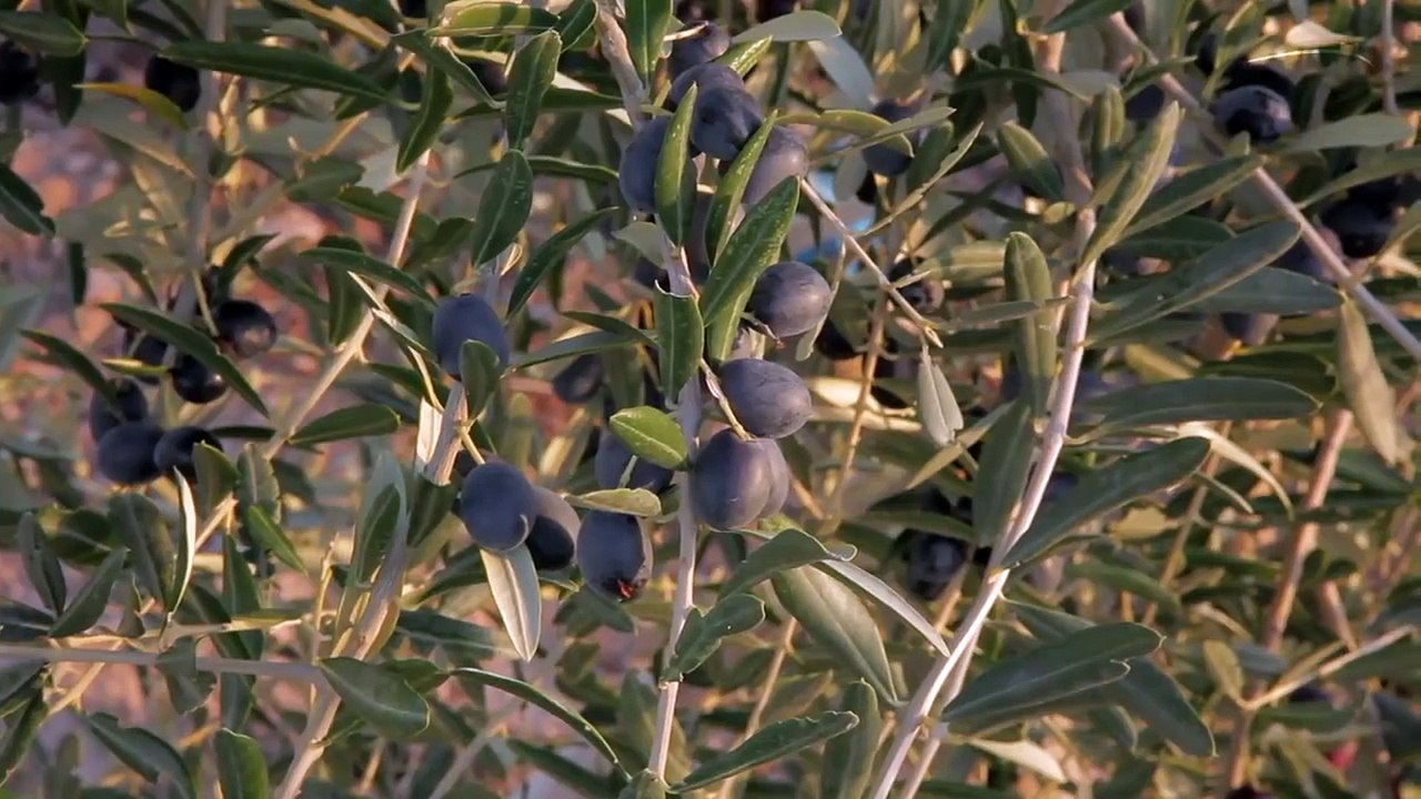Producción de aceite de oliva virgen extra en Castillo de Canena.