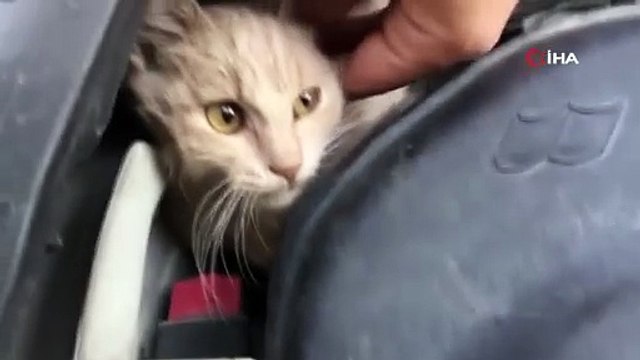 Seyir halindeki aracın kaputundan kedi çıktı