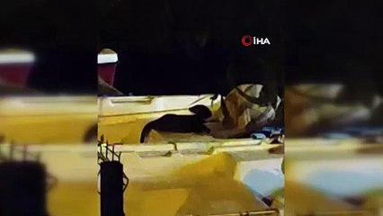 Nesli tehlikede olan tür Bursa'da kameraya yansıdı