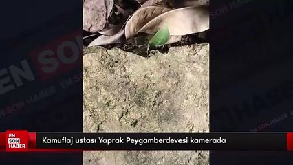 Kamuflaj ustası Yaprak Peygamberdevesi kamerada