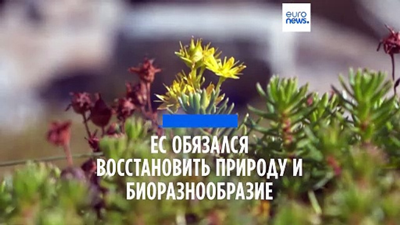 Европарламент одобрил закон "О восстановлении природы и биоразнообразия"