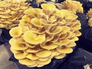 HENSENS FRERES - Producteurs de champignons bio dans la Drôme.
