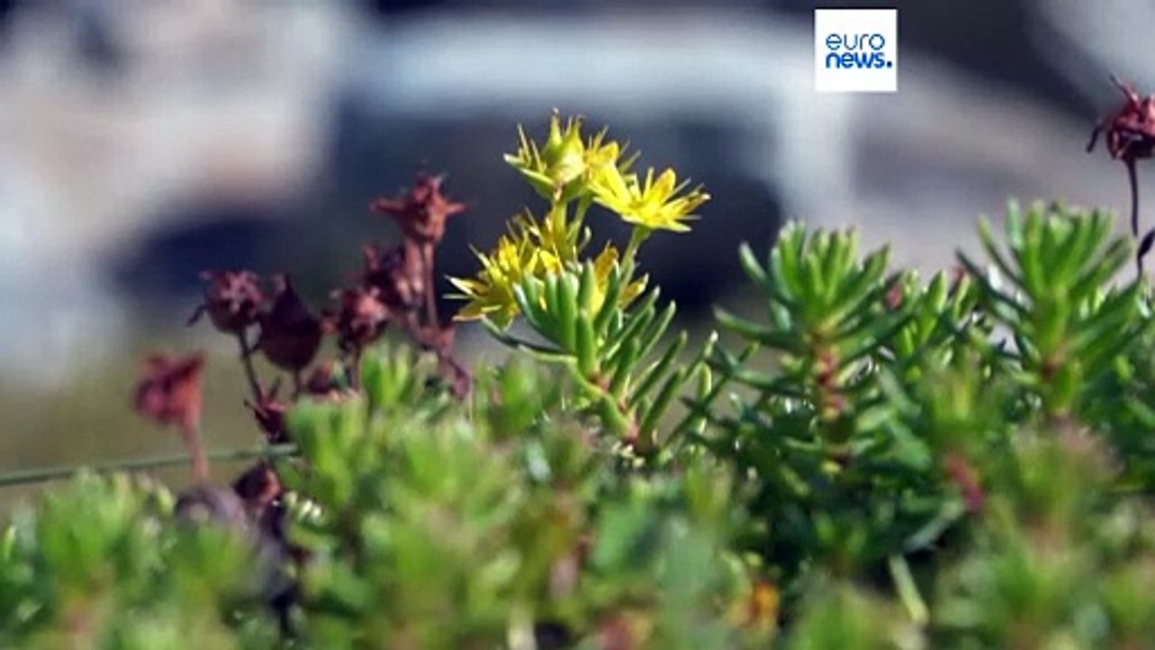 EU einigt sich auf Wiederherstellung geschädigter Natur