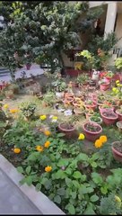 धनतेरस के पावन पर्व पर क्रेडिल स्कूल के छात्रों ने अपनी शानदार प्रतिभा का किया प्रदर्शन