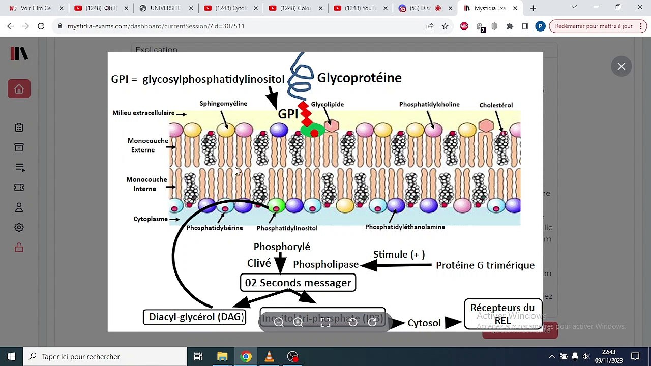 QCM MEMBRANE PLASMIQUE