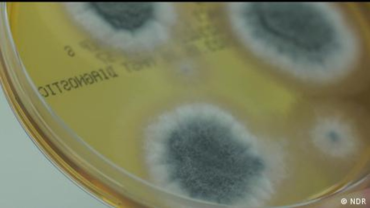 Pilzinfektionen auf dem Vormarsch