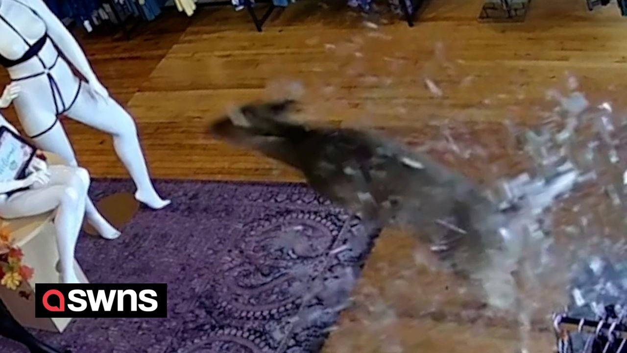 Deer smashes through lingerie shop’s glass door sending mannequins and underwear flying