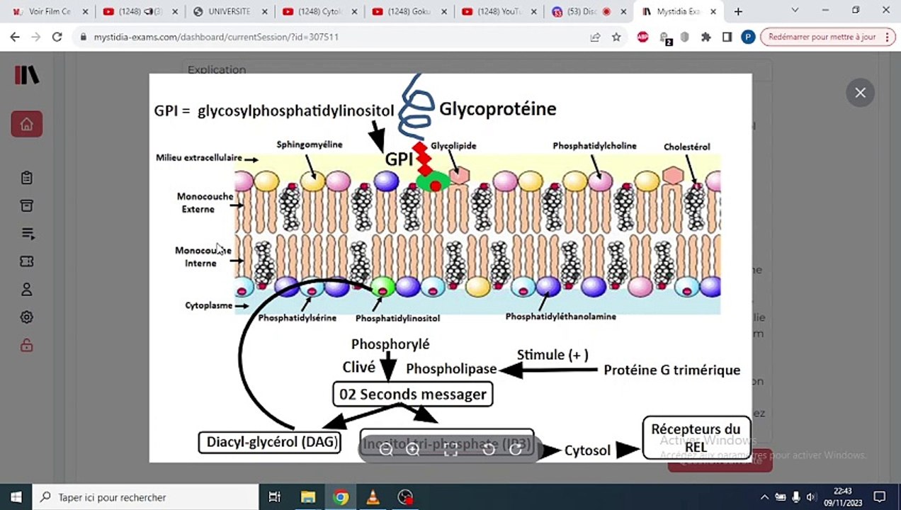 QCM STRUCTURE DE LA MEMBRANE PLASMIQUE