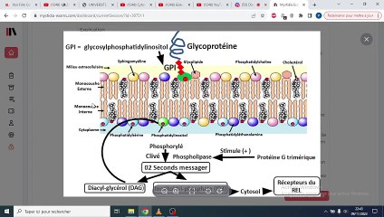Comprendre la Structure de la Membrane Plasmatique 🧬
