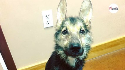 Woman finds creature in horrible condition, but one year later, he's beautiful