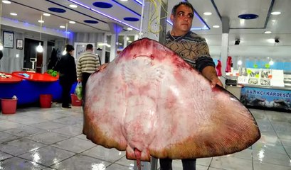 Muğla’da yakalanan dev vatoz görenleri şaşırttı