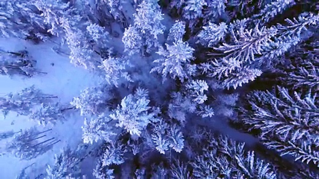 Snowy forest drone view