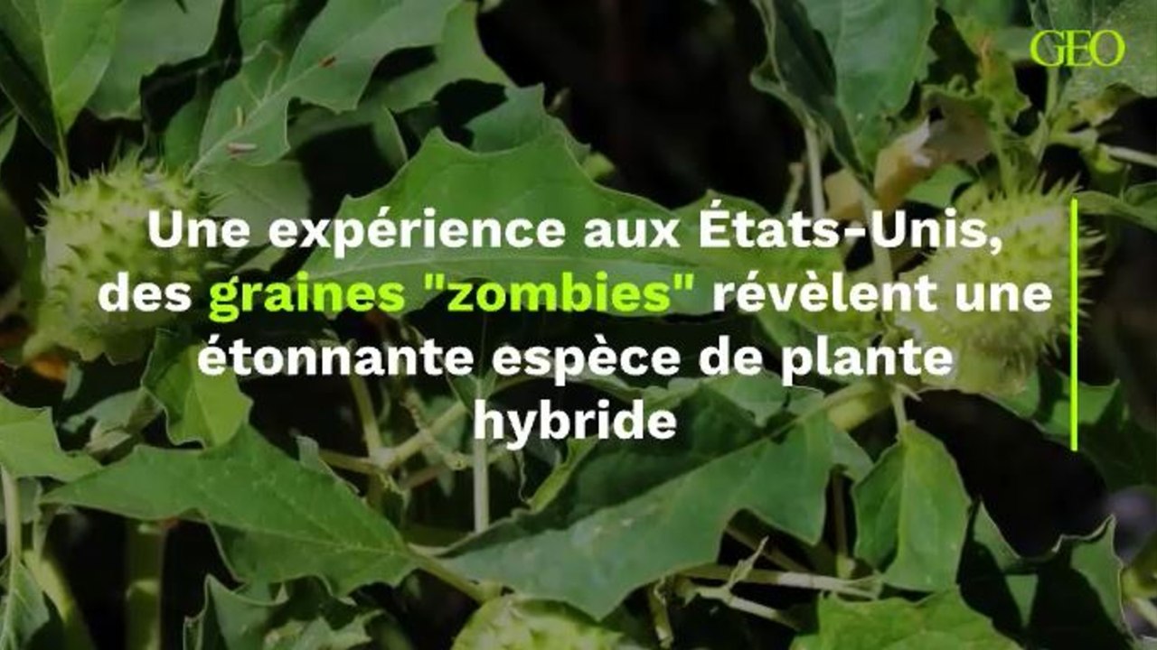 Une expérience aux États-Unis, des graines "zombies" révèlent une étonnante espèce de plante hybride