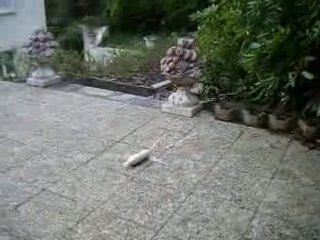 coca+mentos=delire