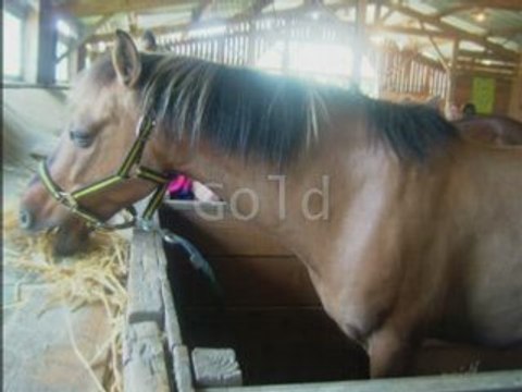 Cenves notre centre équestre