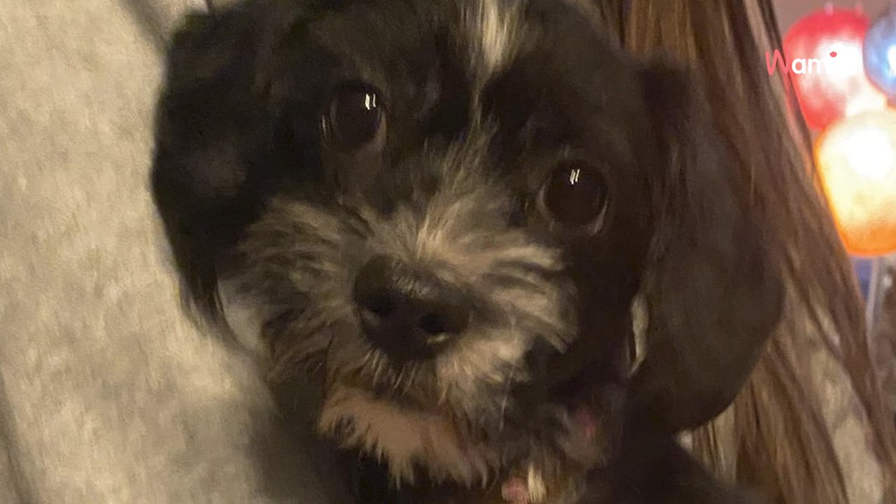 Tier lebt auf winzigem Balkon mit einem Katzenklo: Aber es ist keine Katze!