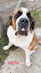 Egg-cellent Adventures with Mable the St. Bernard! || Best of Internet