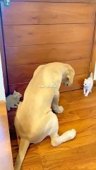 Funniest_Videos_2023___#131_#shortvideo_#ytshorts__#shortscat(360p)