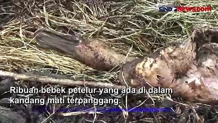 Korsleting Listrik, Ribuan Bebek Petelur Mati Terpanggang di Jombang