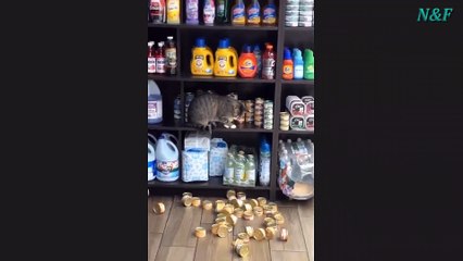 Funniest Cats Videos, The Siliest, Cutest And Funniest Cats 50