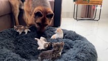 Pastore Tedesco scopre 3 gattini nella sua cuccia: la sua reazione è semplicemente perfetta (Video)