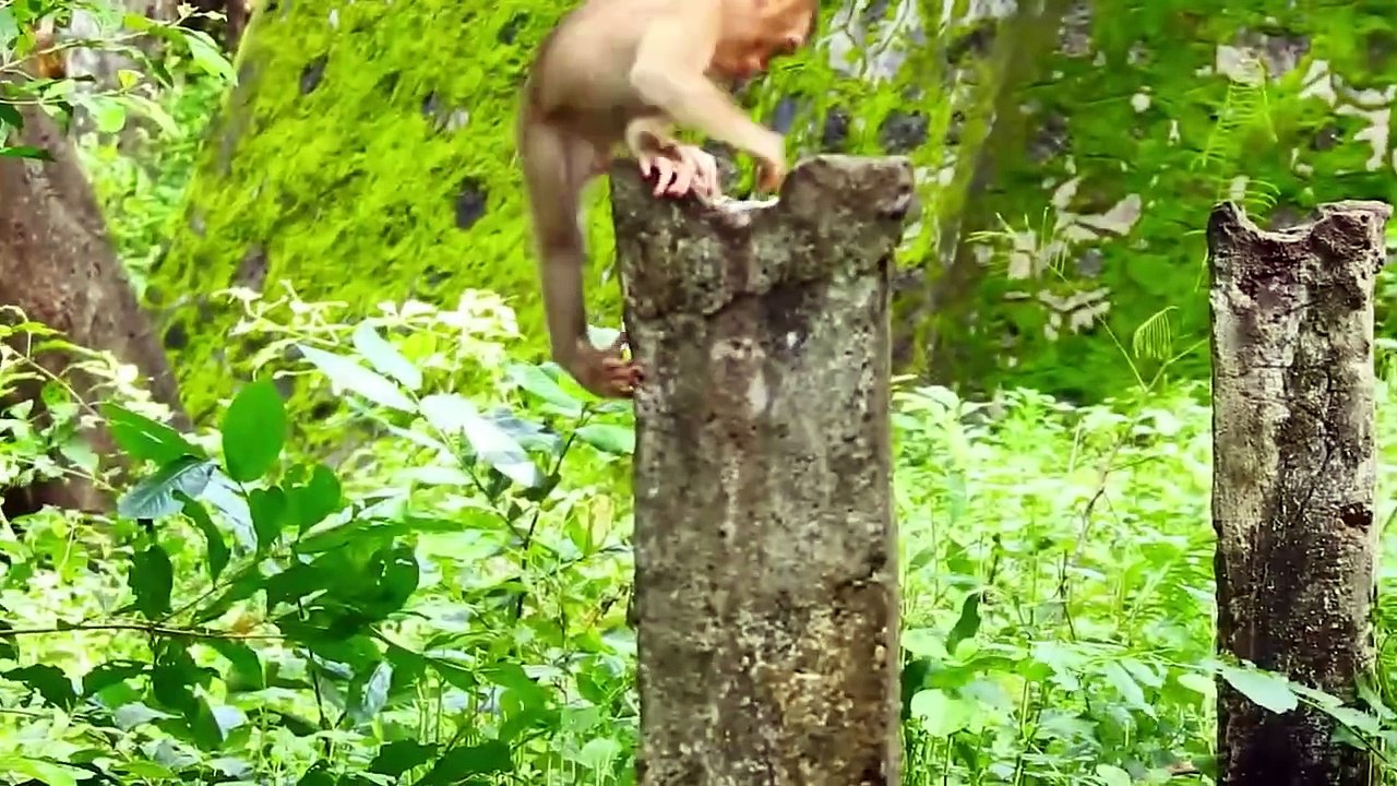 Amazing ! SARIKA Mom Carry SARO Fly to Cling Branch Tree, Fear Afraid