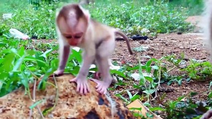 Albert is fallen pitifully!, Ally is fully fear to help, Albert try harder to do actions