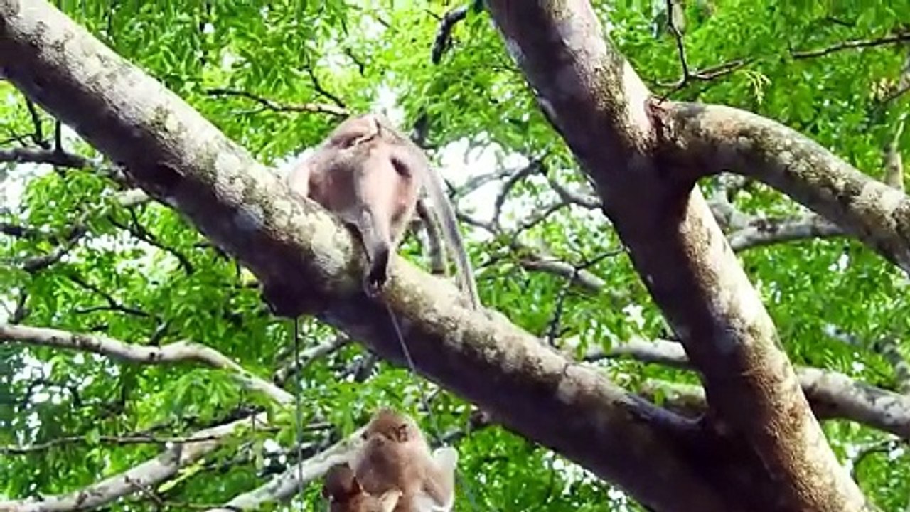 Amazing Action ! Strangers Mom Malika and Barry Puts Children on Back Jumping Up The High Tree