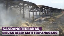 Kandang Terbakar, Ribuan Bebek Petelur Mati Terpanggang di Jombang