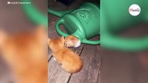 Kitten emerges from watering can, but what comes out next stuns everyone (video)-index
