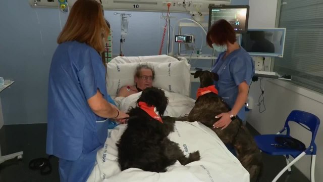 Perros terapéuticos ofrecen caricias en la UCI del Hospital del Mar