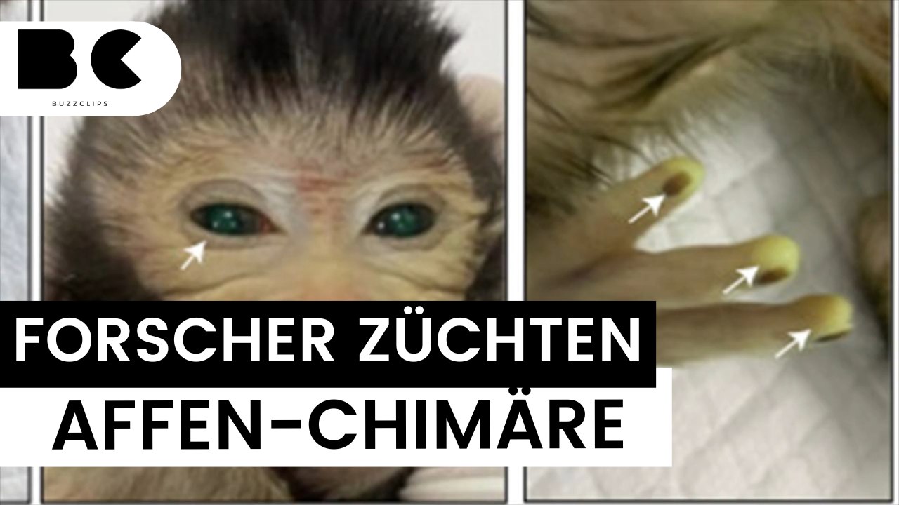 Sensation: wissenschaftler erschaffen ersten chimären affen