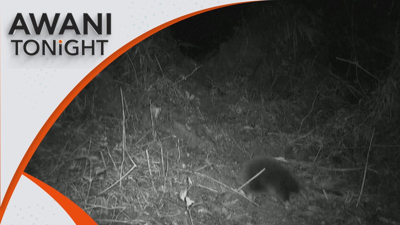 AWANI Tonight: Mammal rediscovered in Indonesian mountains after 60 years