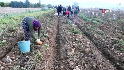 Afyonkarahisar'da ikinci dönem hasadı başladı, eken servete kondu: Kilosu diğerlerinden farklı ve 9 TL!