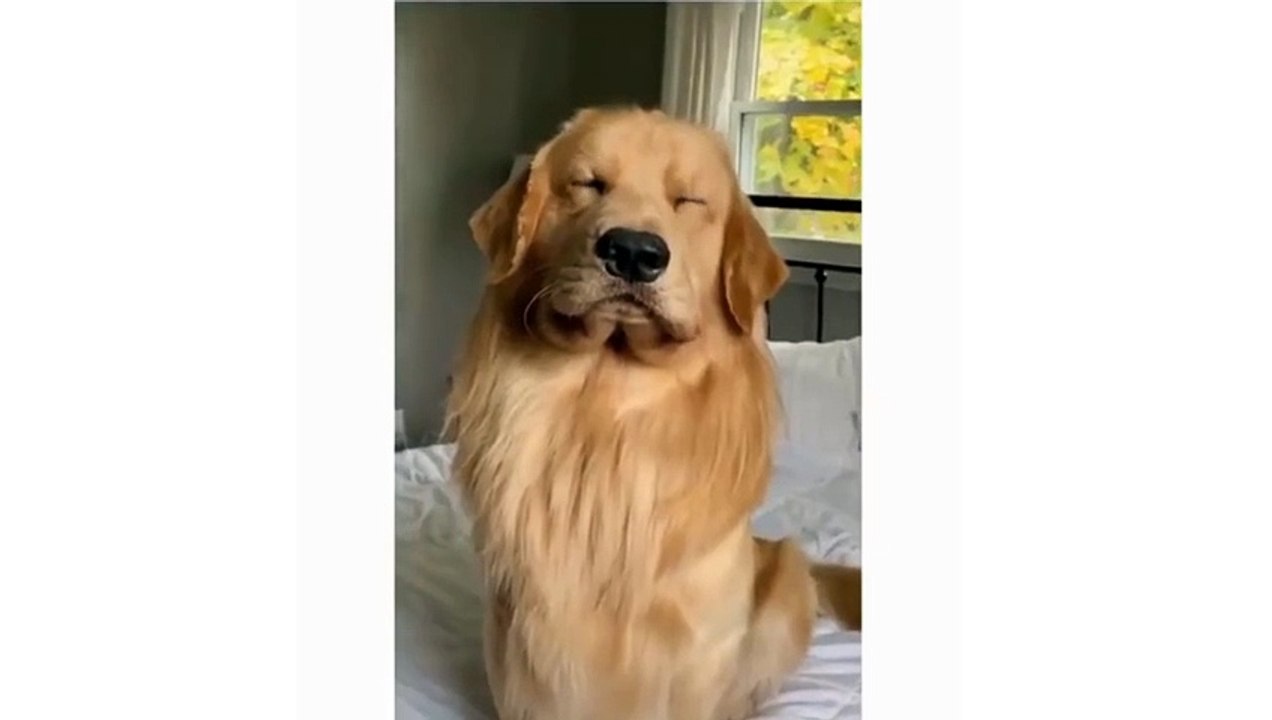 Unbelievable! Witness the Hilarious Antics of This Dog's Expressive Faces - You Won't Stop Laughing!