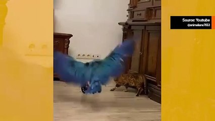 Hulvaton video: itsekäs ara ei anna kissanpennun nousta polkupyöräänsä