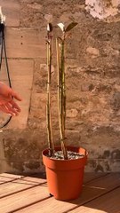 Aujourd’hui, on m’a déposé un ficus elastica qui a subi une attaque de cochenilles. Après traitement, j’en profite pour le multiplier ✂️