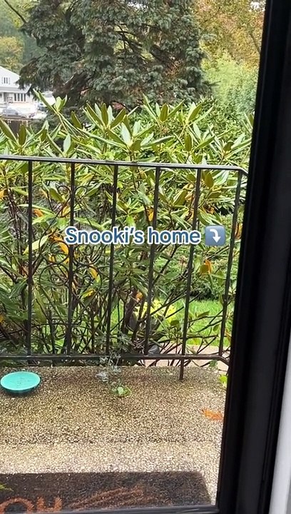 Chipmunk Stuffs Her Face