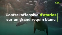 Contre-offensive d'otaries sur un grand requin blanc