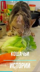 Немного милоты. Кошачьи истории