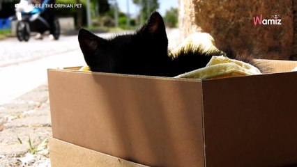 I risultati strazianti di un esperimento sociale con protagonista un gattino nero (Video)