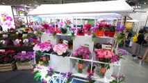 Floral Innovations on Display at Taiwan Exhibition as Industry Recovers