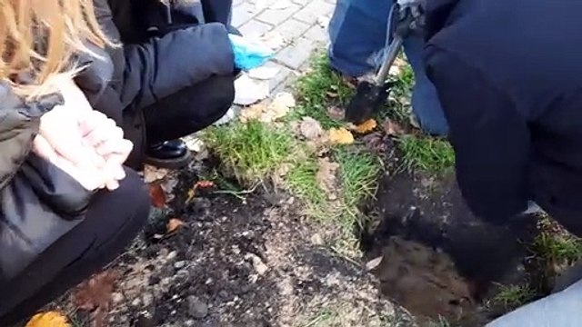 Uczniowie LZK posadzą 125 drzew w całym Włocławku na 125-lecie szkoły