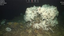 (no) Así es el arrecife de corales de aguas profundas en el banco de Cabliers