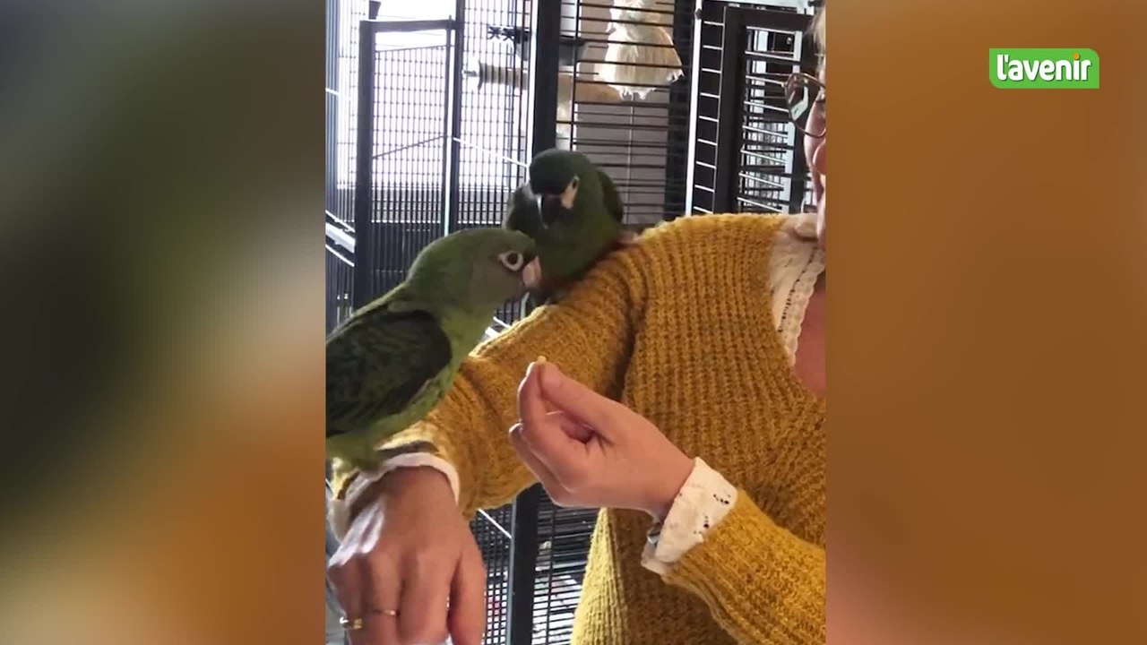 Minute locale | Régine lance un appel à l’aide : elle cherche un local pour entraîner ses perroquets