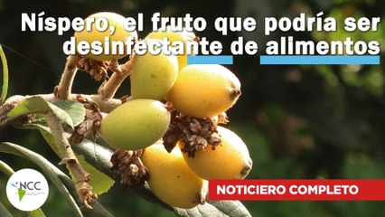 Níspero, el fruto que podría ser desinfectante de alimentos | 603 |  13 al 19 de noviembre de 2023