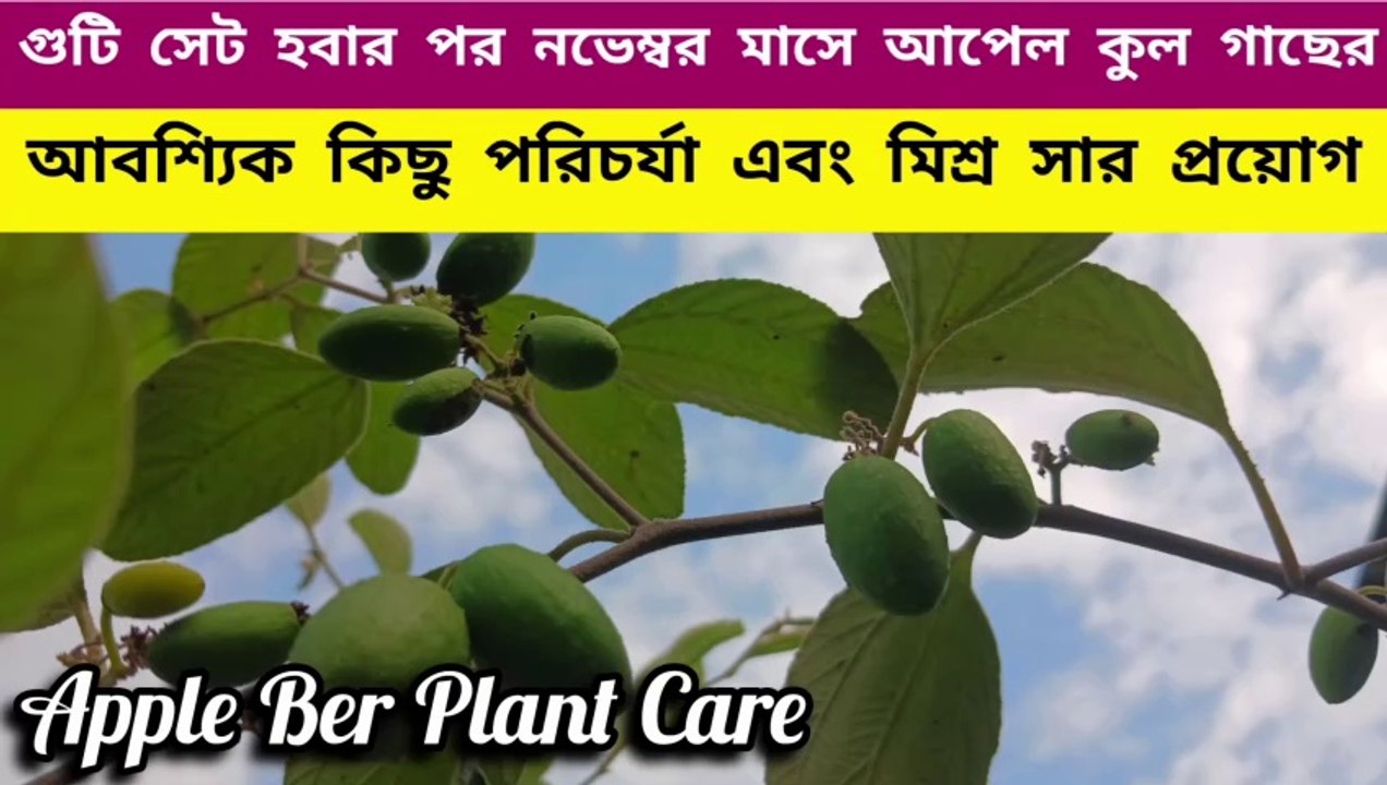 কুল গাছের এই স্টেজে নভেম্বর মাসে অবশ্যই করুন এই পরিচর্যাগুলো ।। Apple Ber Plnt Care