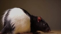 Study Finds Evidence For Animals Having Imaginations